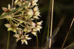 Southern milkweed